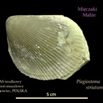 plagiostroma